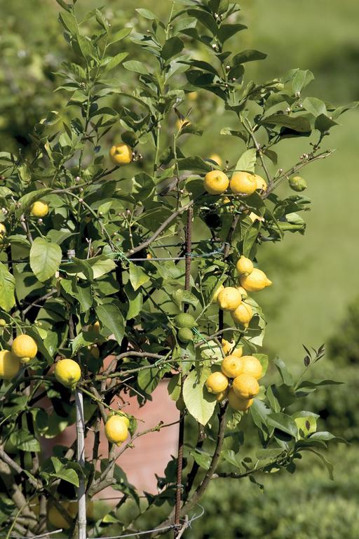 Tenuta Il Cerro Vicchio Zewnętrze zdjęcie